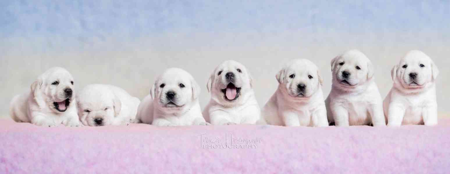 LABRADOR RETRIEVER - smetanová štěňátka - foto 8