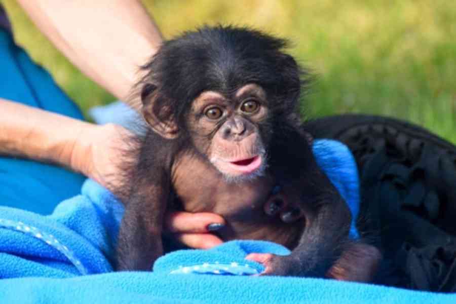 Šimpanz opice na Vánoce