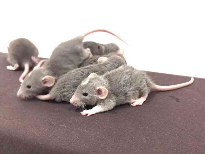 Mláďata dumbo potkánků - modrobílí - doprava po celé ČR - foto 3