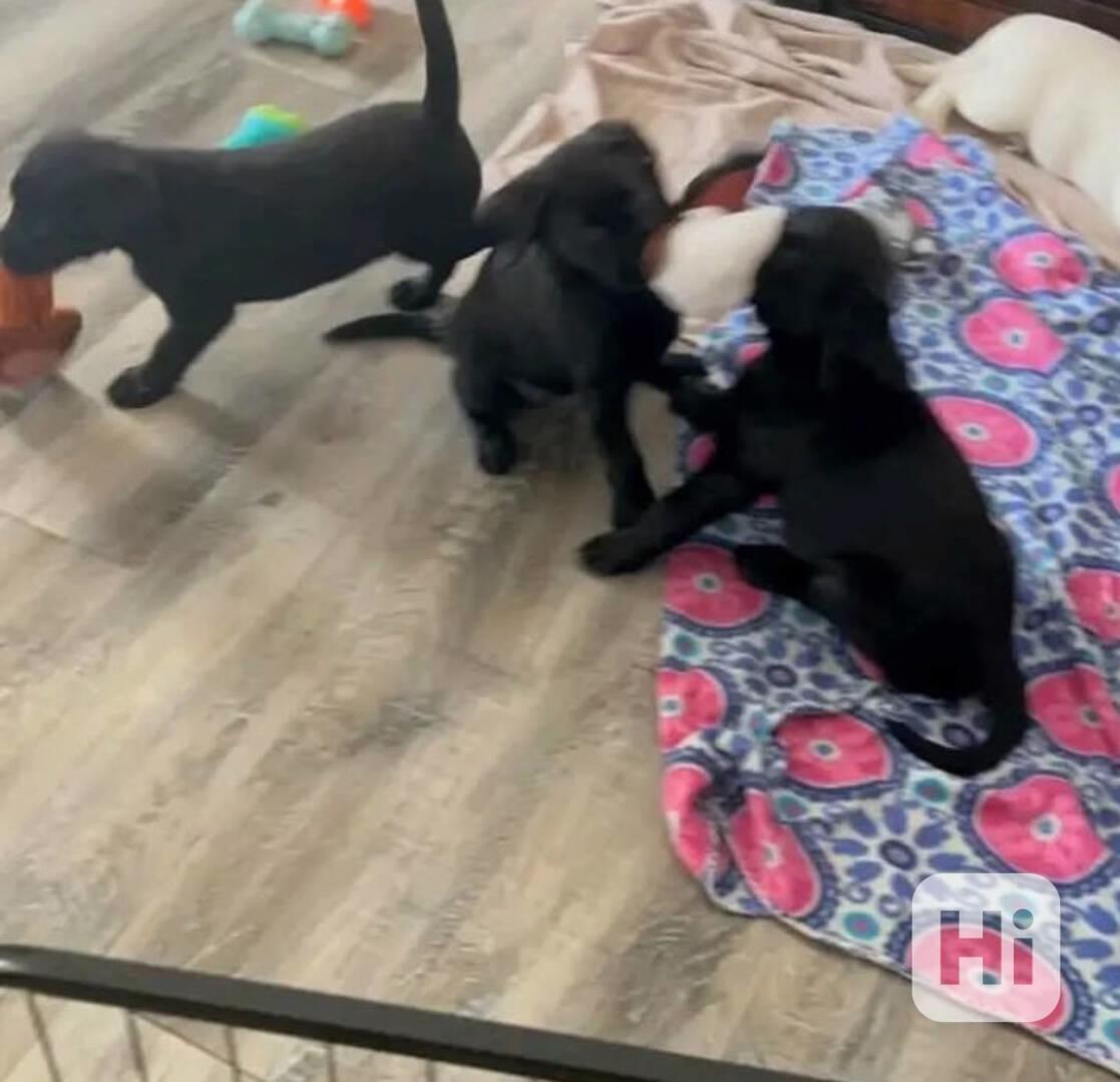 Krásná štěňata labradora - foto 1