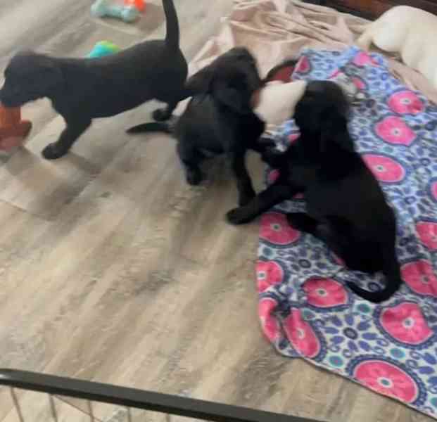 Krásná štěňata labradora - foto 1