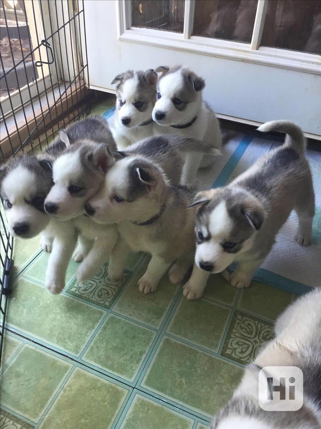 Zdarma dárek štěňata sibiřského huskyho k adopci  - foto 1