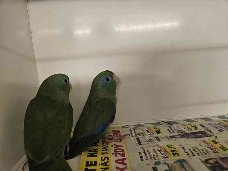 Papoušíček brýlatý  - foto 4