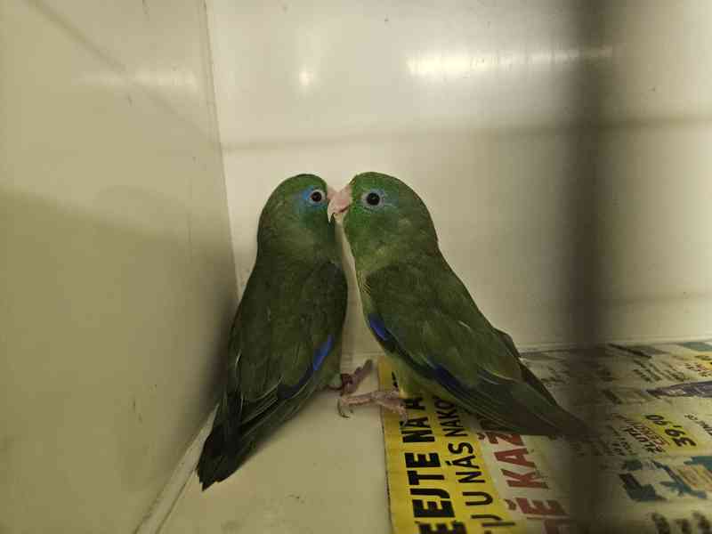 Papoušíček brýlatý  - foto 2