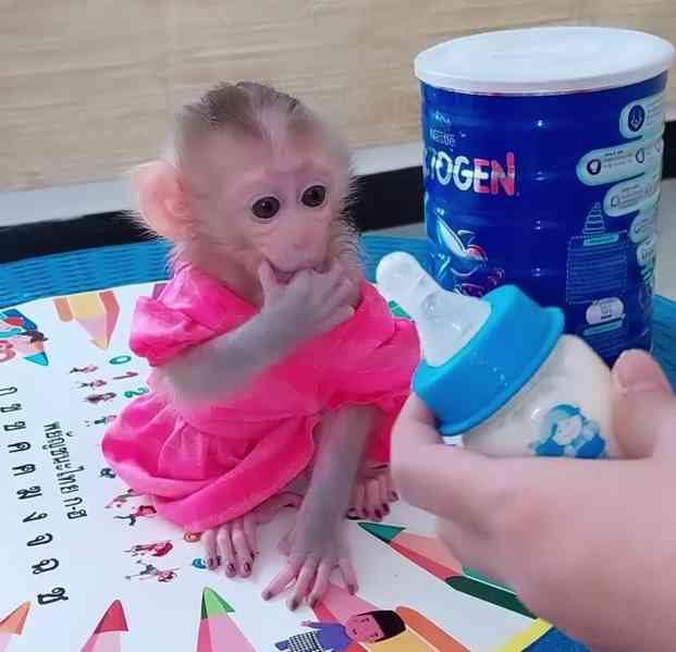 Rozkošná mláďata kapucínských opic k dispozici 🐒 - foto 1