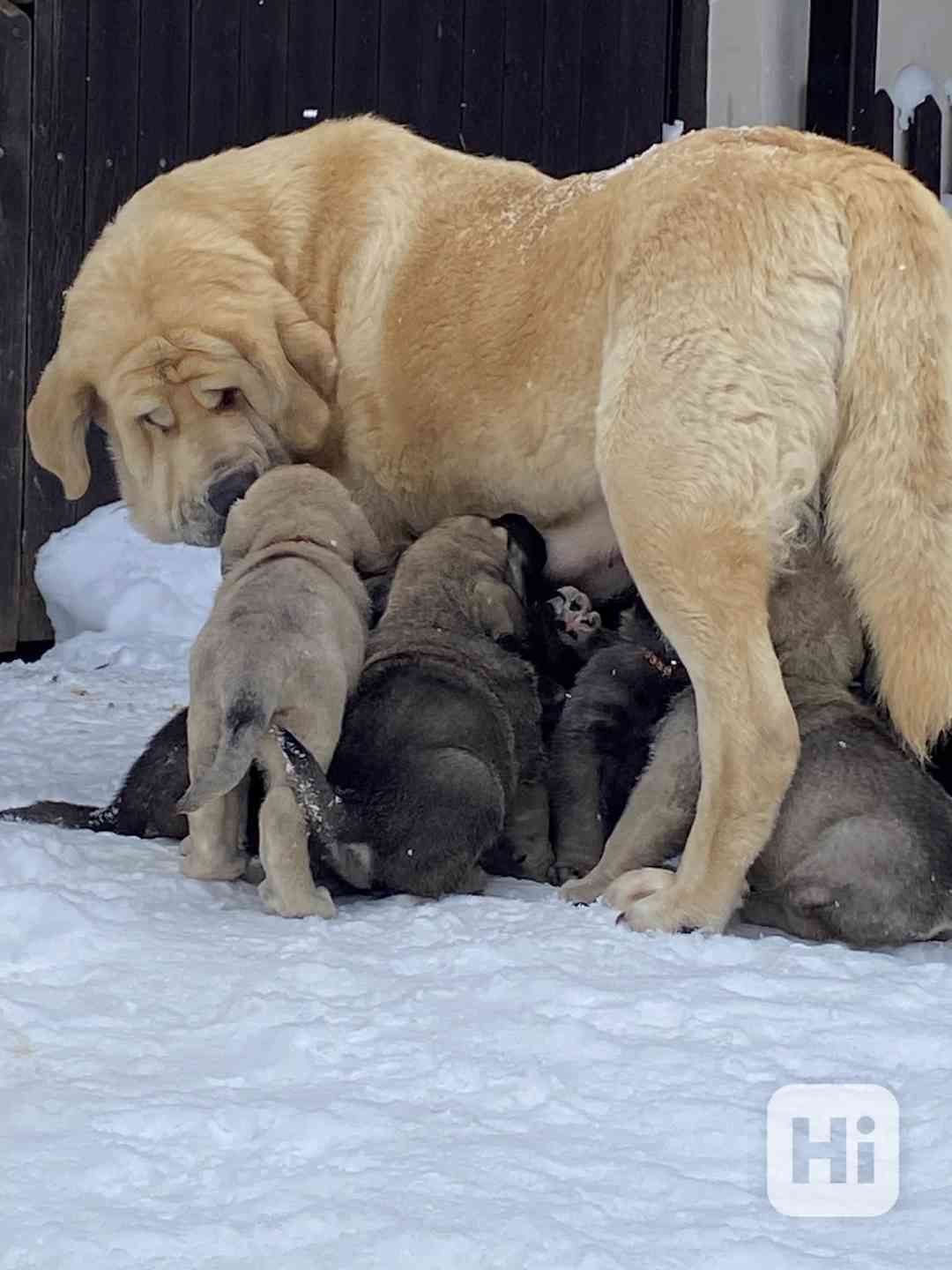 Španělský mastin- nabízíme štěňátka k odběru po 20.lednu  - foto 1