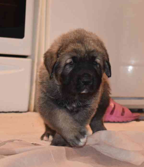 Španělský mastin- nabízíme štěňátka k odběru po 20.lednu  - foto 5