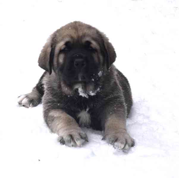 Španělský mastin- nabízíme štěňátka k odběru po 20.lednu  - foto 7