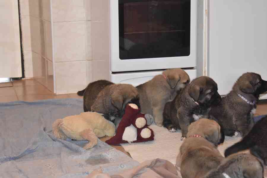 Španělský mastin- nabízíme štěňátka k odběru po 20.lednu  - foto 6