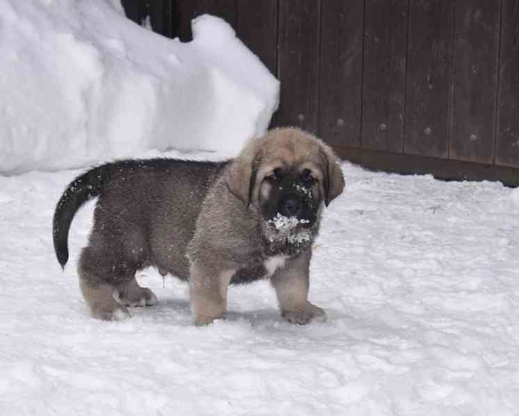 Španělský mastin- nabízíme štěňátka k odběru po 20.lednu  - foto 9