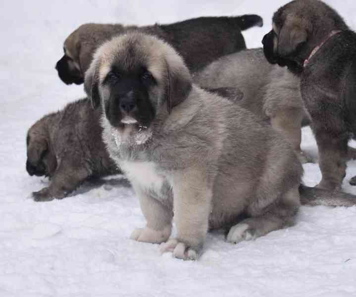 Španělský mastin- nabízíme štěňátka k odběru po 20.lednu  - foto 11