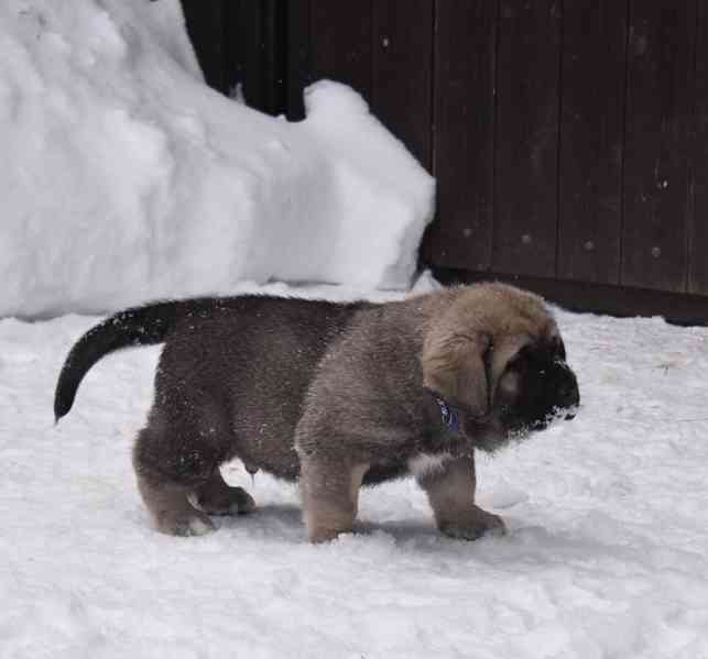 Španělský mastin- nabízíme štěňátka k odběru po 20.lednu  - foto 8