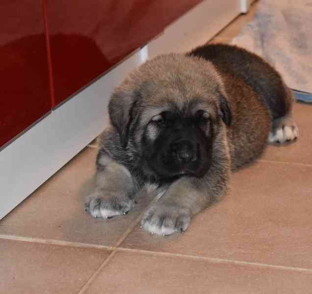 Španělský mastin- nabízíme štěňátka k odběru po 20.lednu  - foto 3