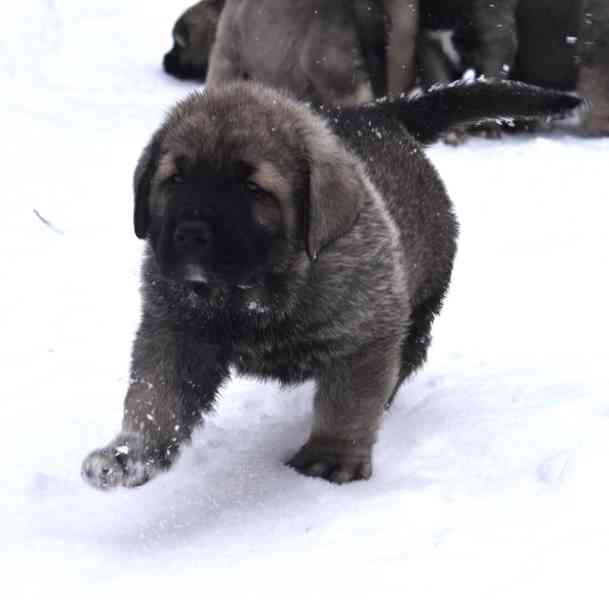 Španělský mastin- nabízíme štěňátka k odběru po 20.lednu  - foto 10