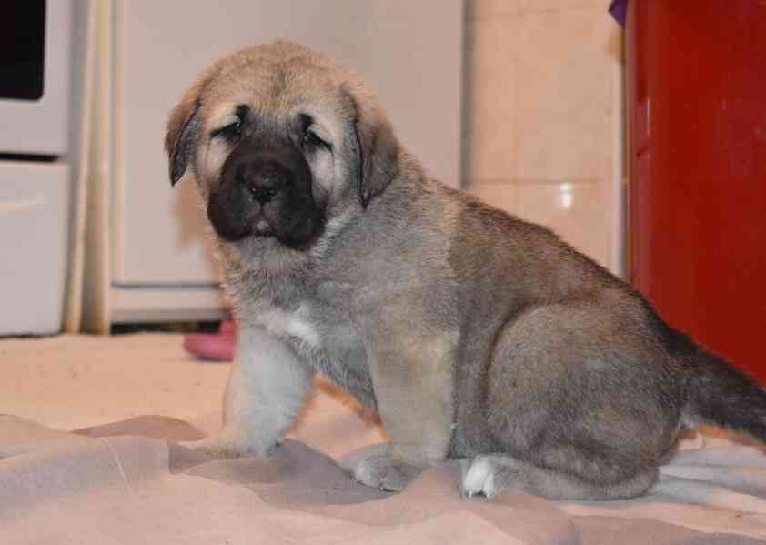 Španělský mastin- nabízíme štěňátka k odběru po 20.lednu  - foto 4