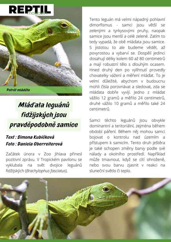 Reptilmagazín 3/24 právě v prodeji  - foto 4