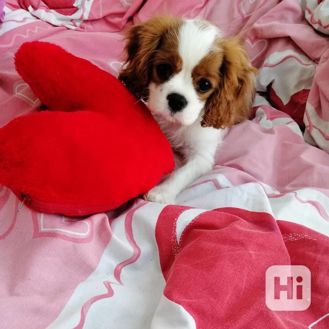 King charles španěl - štěňata - foto 1