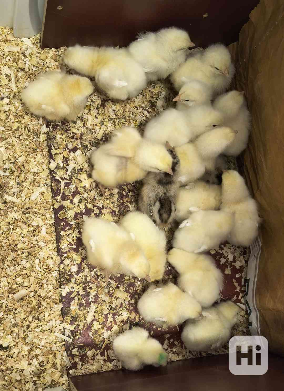 Kuřata plymutky - foto 1