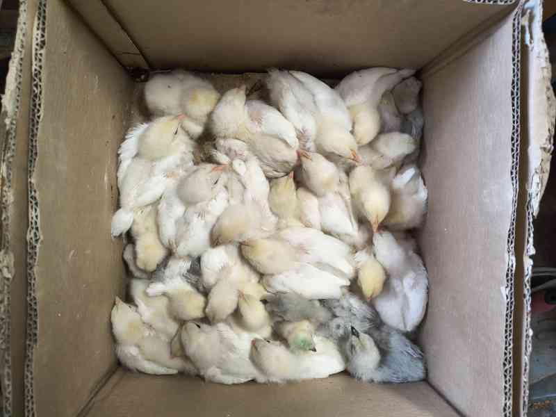 Kuřata plymutky - foto 2