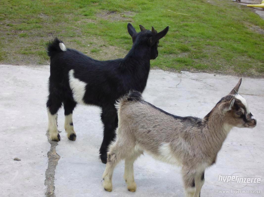 prodám kozičku a kozlíka - foto 1