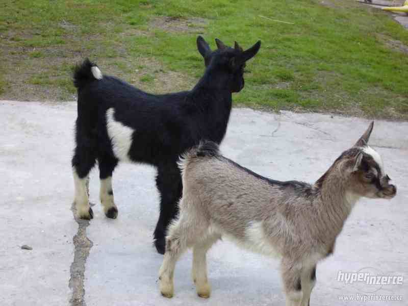prodám kozičku a kozlíka - foto 1