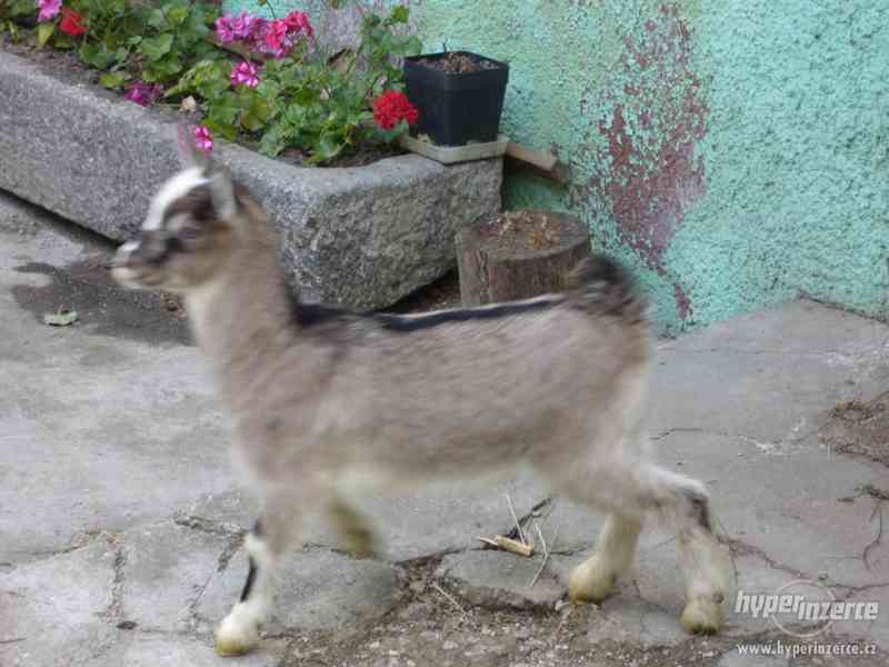 prodám kozičku a kozlíka - foto 2