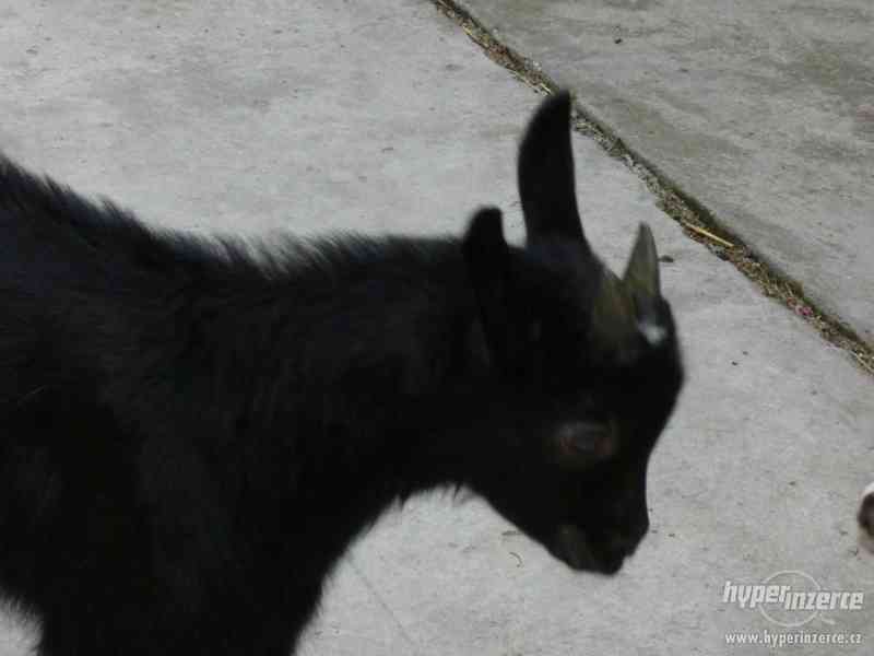 prodám kozičku a kozlíka - foto 3