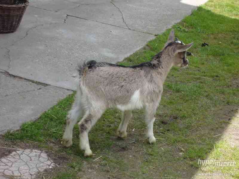 prodám kozičku a kozlíka - foto 4
