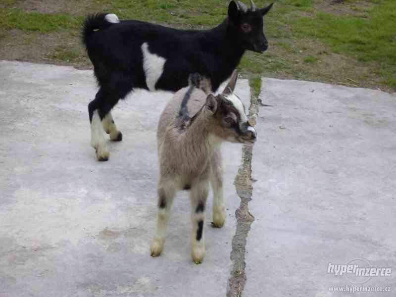 prodám kozičku a kozlíka - foto 5