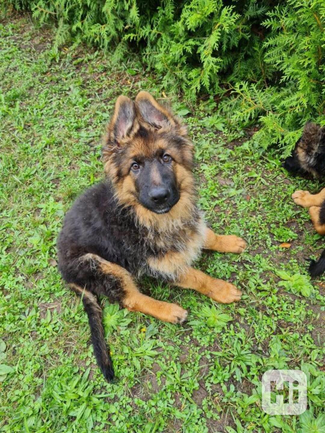 Německý ovčák - prodám - foto 1