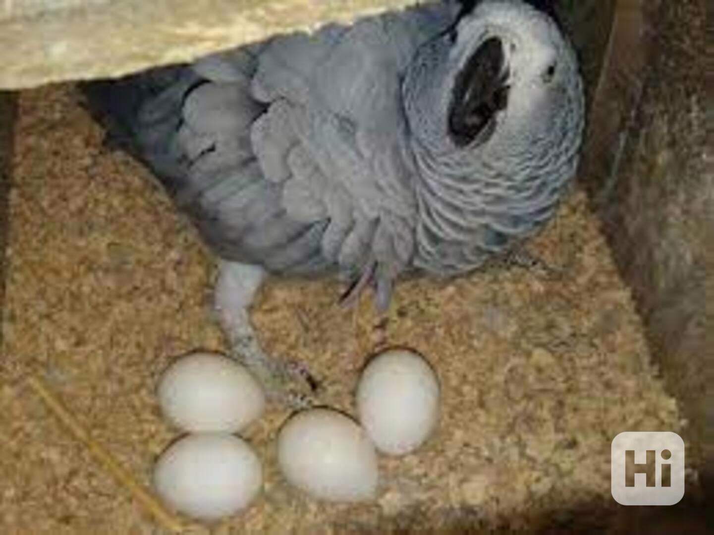 Prodej papoušků a vajec - foto 1