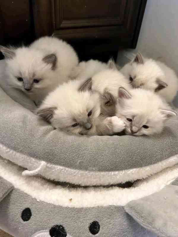 Zdarma ragdoll kotě k adopci hned teď   - foto 2