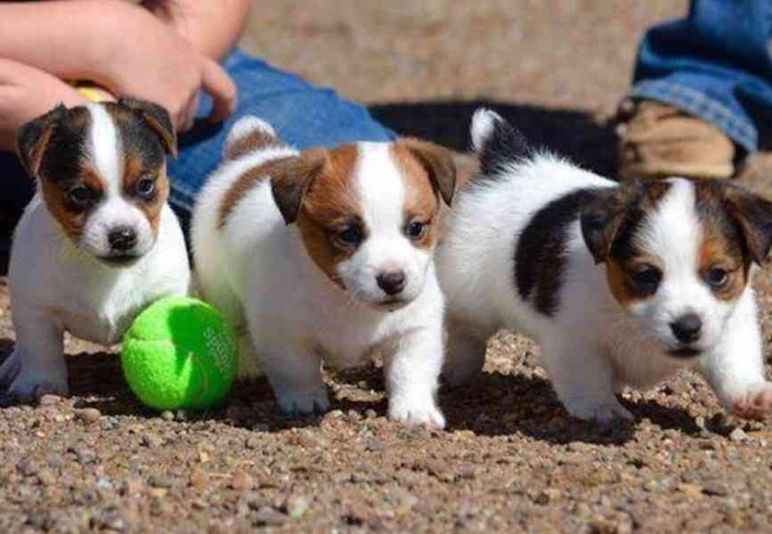 Jack Russel teriér 