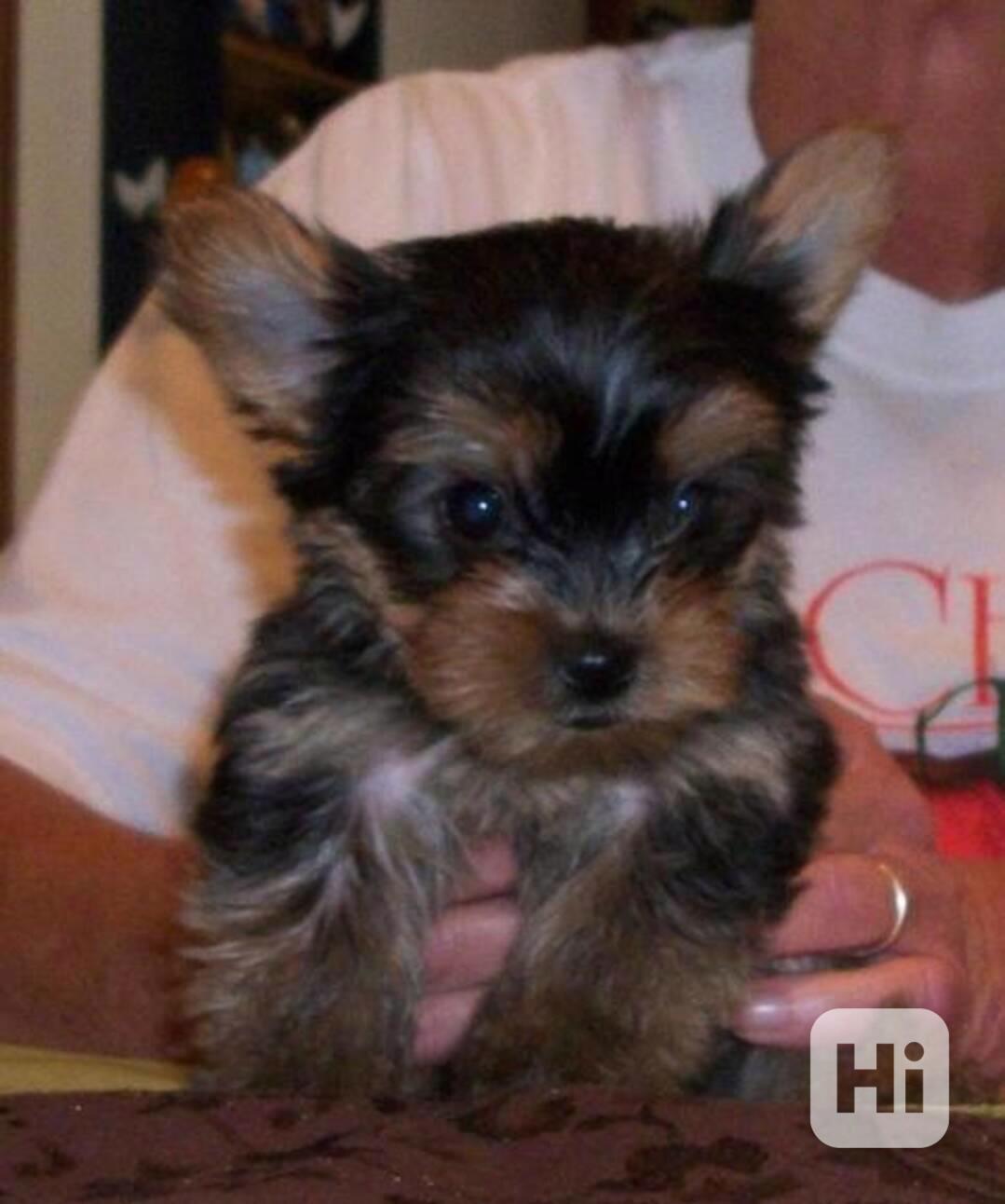 PŘIPRAVENO K ODCHODU DO NOVÉHO DOMOVA BIEWER YORKSHIRE TERIÉ - foto 1