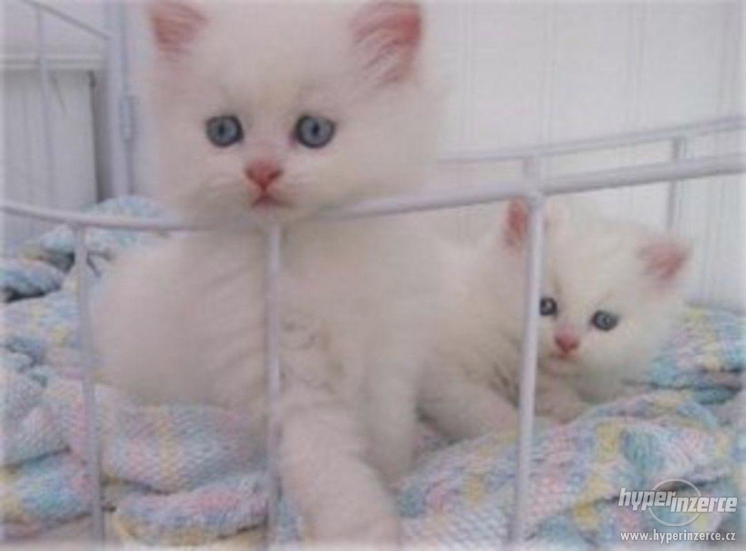 Krásná perština koťátka - foto 1