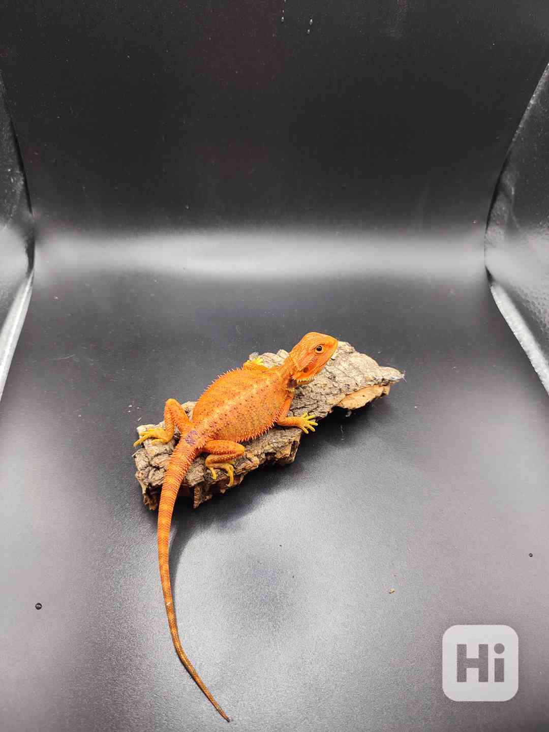 Agama vousatá red/orange  - foto 1