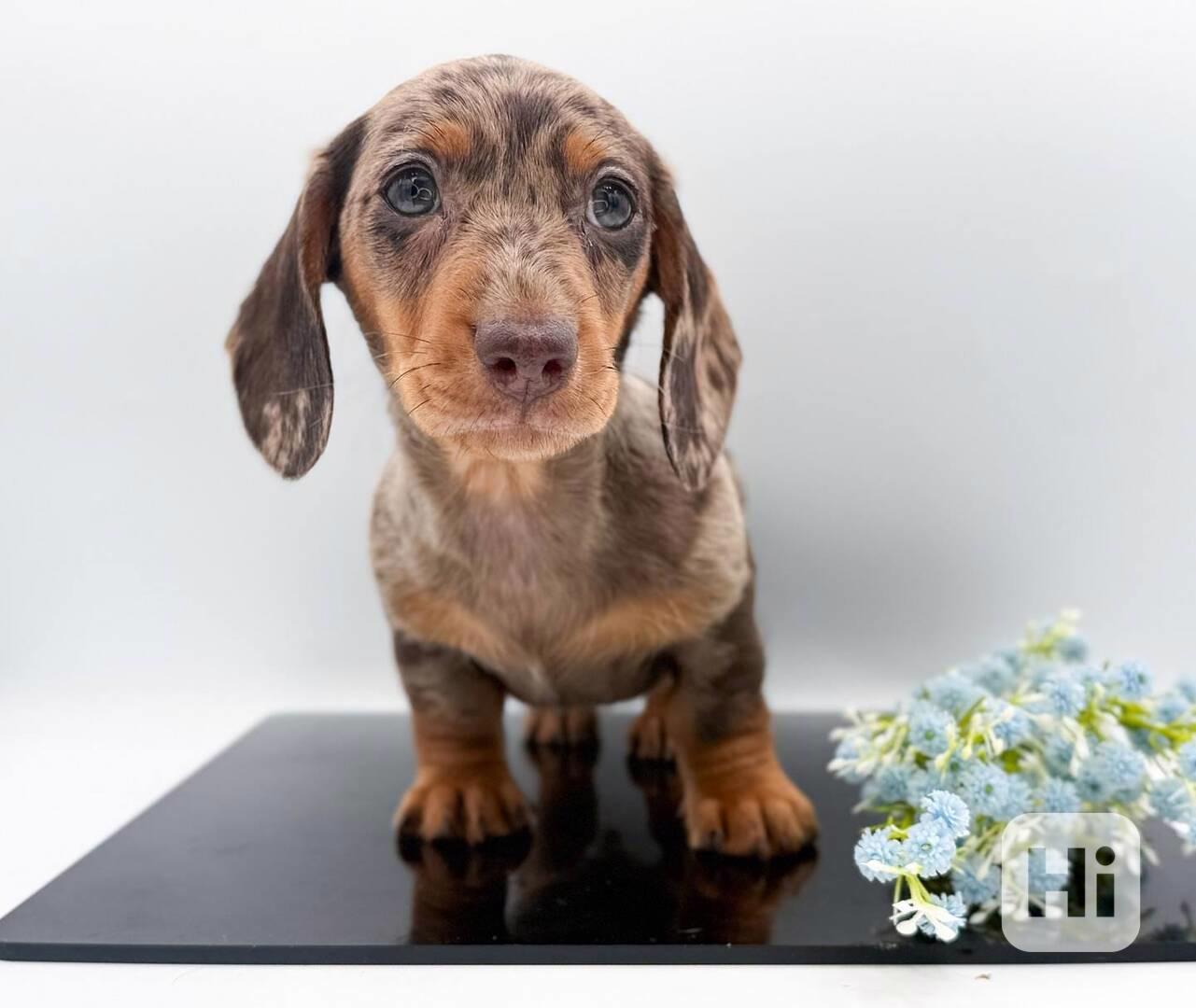 ŠŤASTNÝ NOVÝ ROK VÁM Skvělá štěňata jezevčíka - foto 1