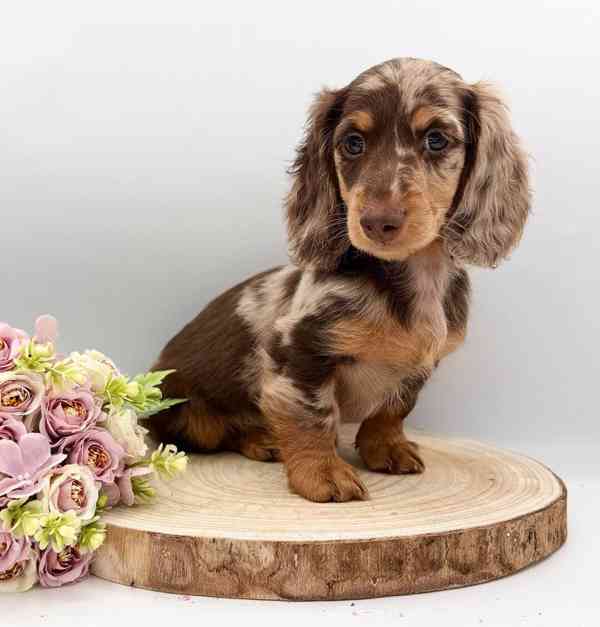 ŠŤASTNÝ NOVÝ ROK VÁM Skvělá štěňata jezevčíka - foto 2