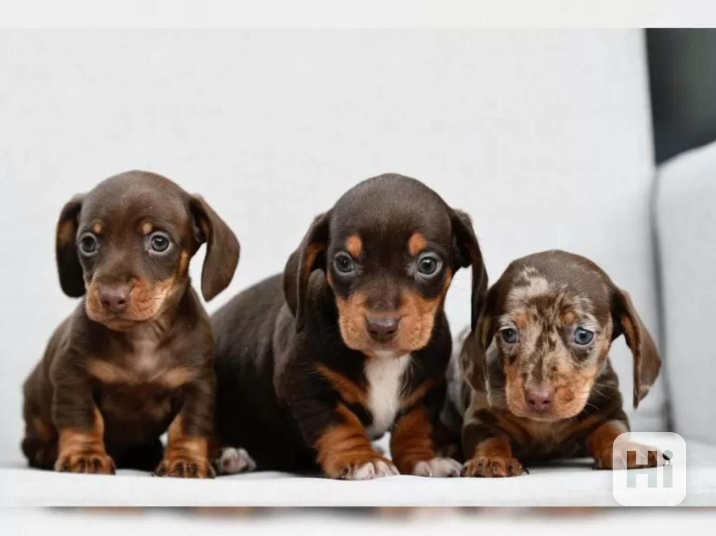 11 týdnů starý Štěňata jezevčíka - foto 1