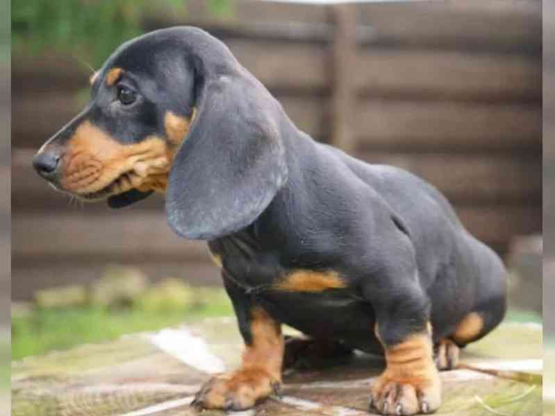 11 týdnů starý Štěňata jezevčíka - foto 3