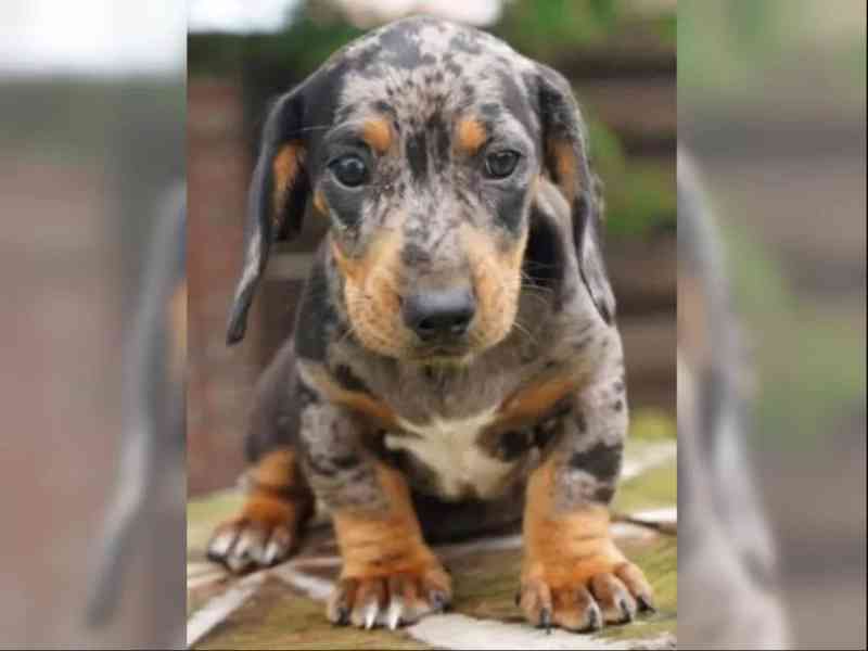 11 týdnů starý Štěňata jezevčíka - foto 2