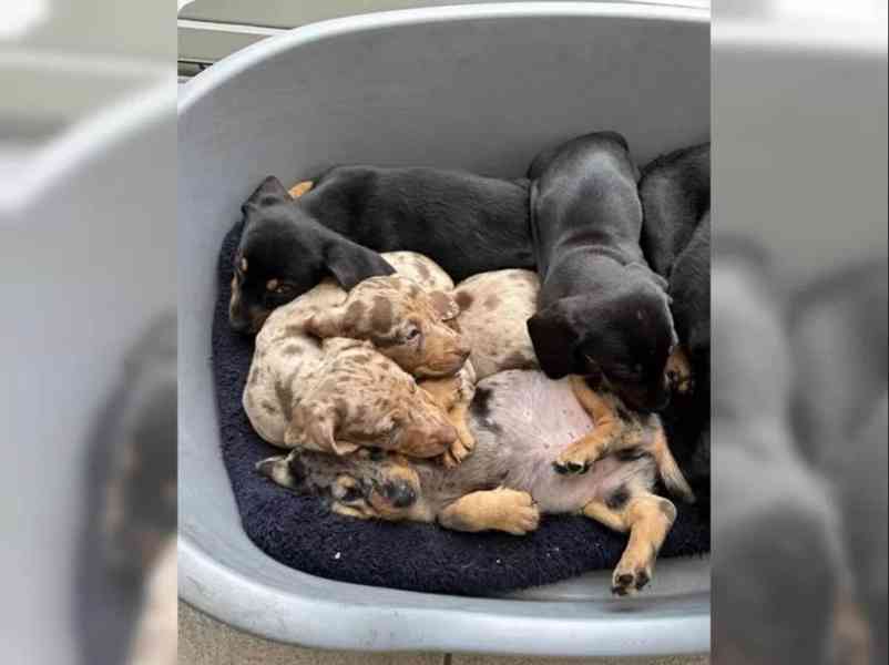 11 týdnů starý Štěňata jezevčíka - foto 4