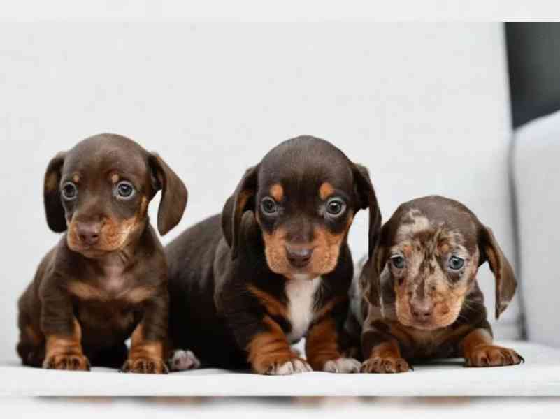 11 týdnů starý Štěňata jezevčíka - foto 1