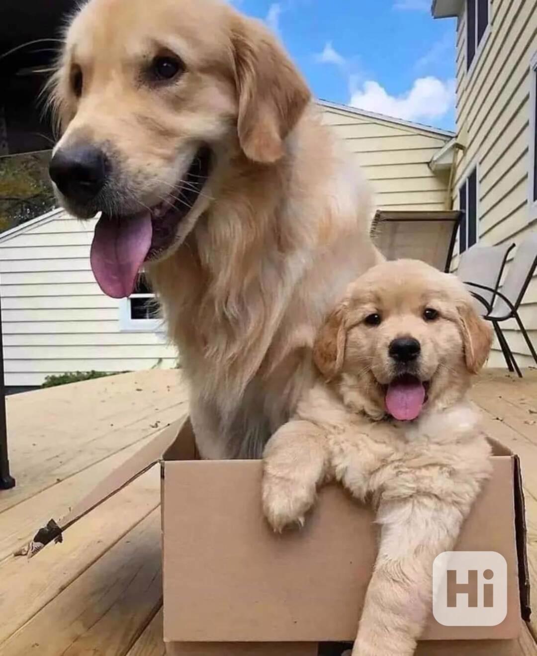 Zlatí retrívři k adopci - foto 1