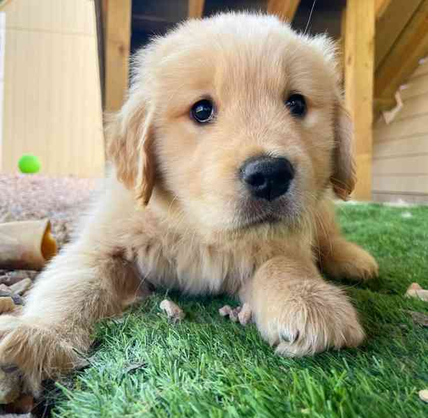 Zlatí retrívři k adopci - foto 4