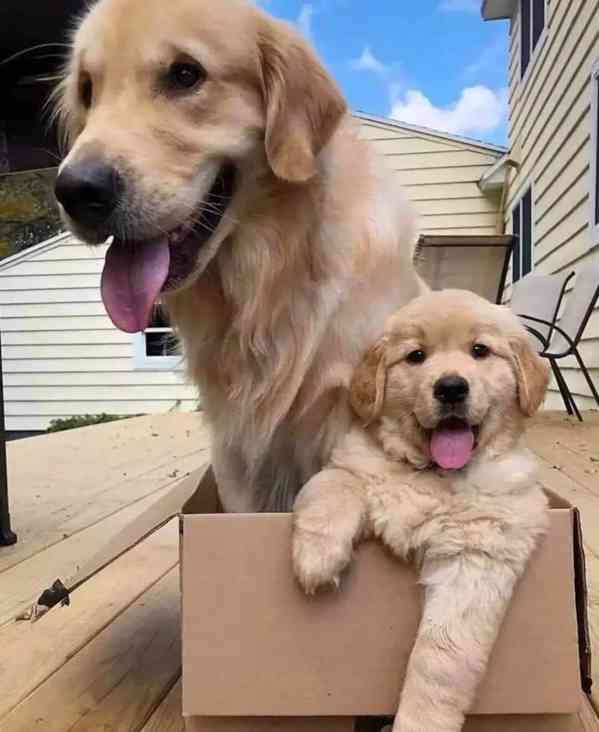 Zlatí retrívři k adopci - foto 1