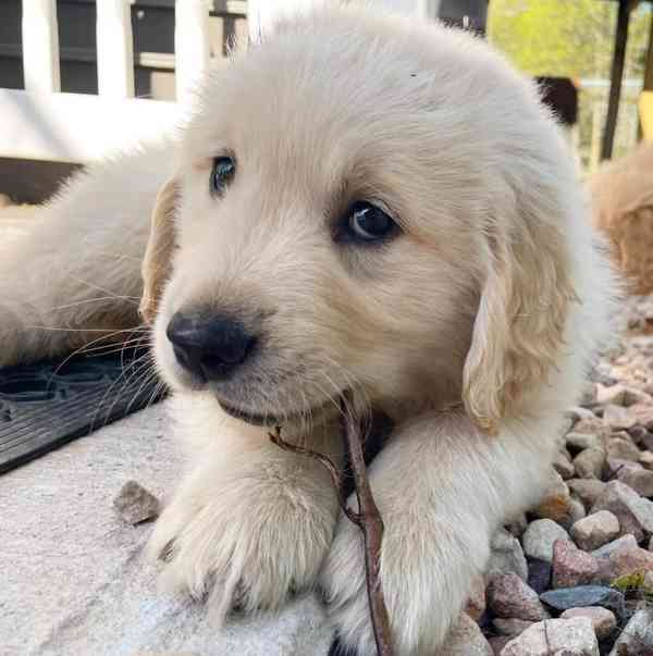 Zlatí retrívři k adopci - foto 6