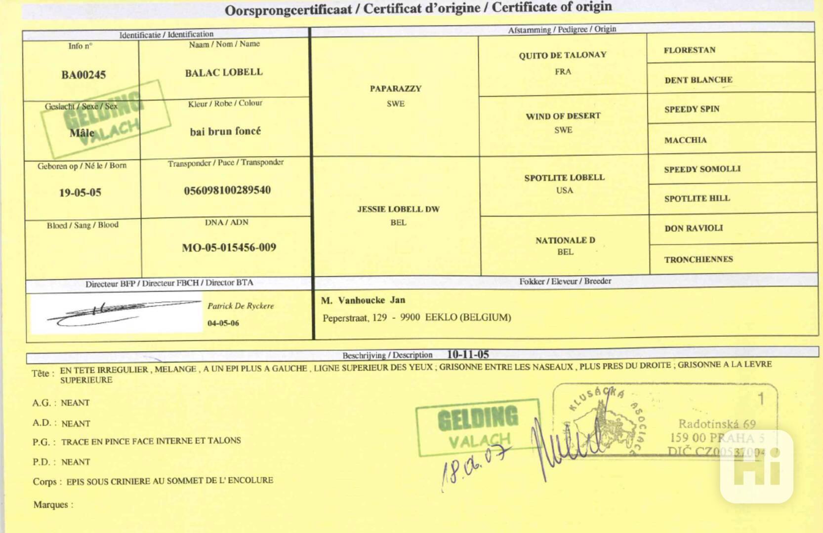 PRODEJ KONĚ – KLUSÁK BALAC LOBELL (valach) - foto 1