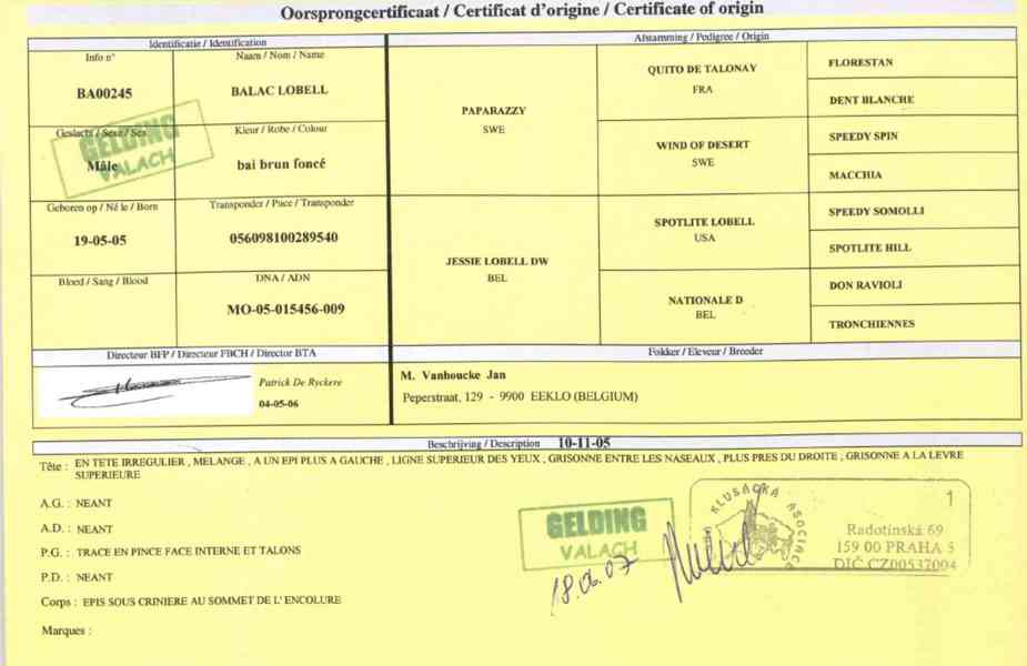 PRODEJ KONĚ – KLUSÁK BALAC LOBELL (valach) - foto 1