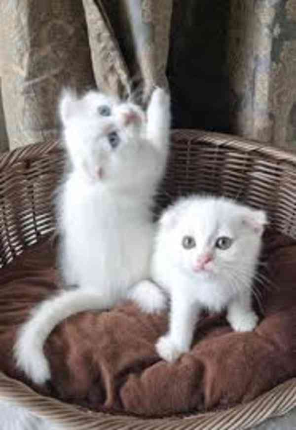 Perská koťata spp - foto 1